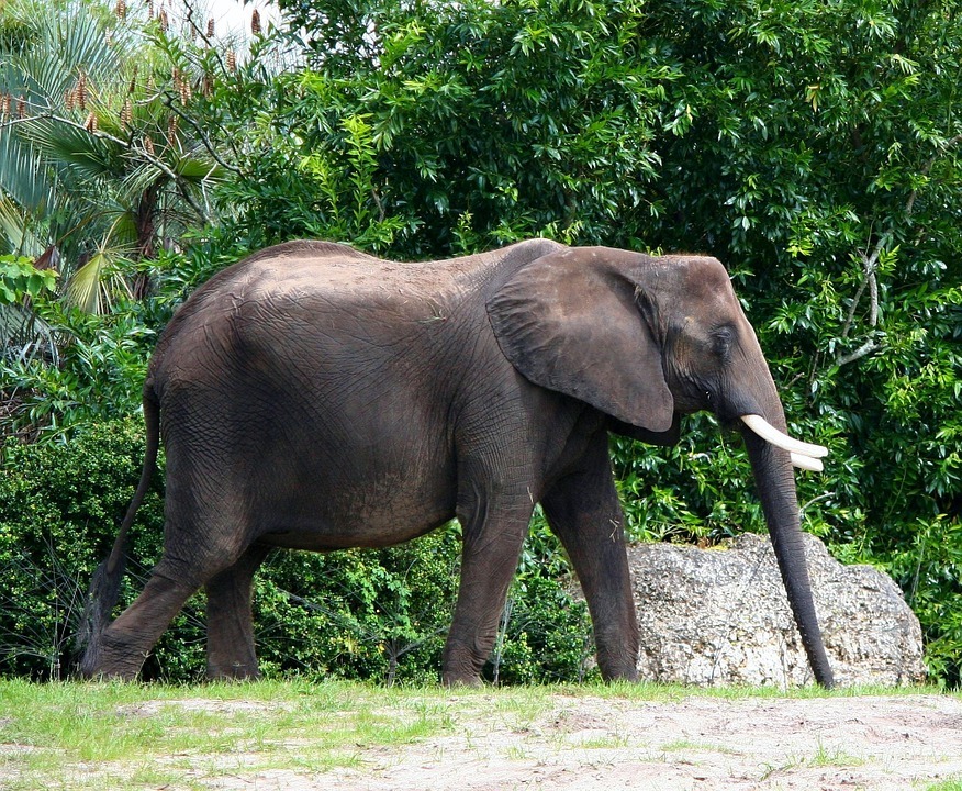 african-elephant-58434_960_720