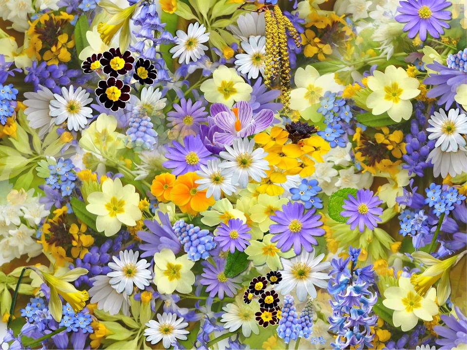 spring-flowers-110671_960_720
